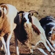 La storia dell'Australian Shepherdh1