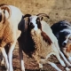 La storia dell'Australian Shepherdh1