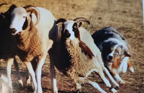 La storia dell’Australian Shepherdh1 La storia dell'Australian Shepherdh1