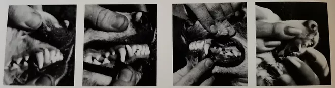 Dentizione: chiusura a forbice Dentizione: chiusura a forbice