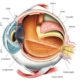 Collie eye anomaly (CEA)