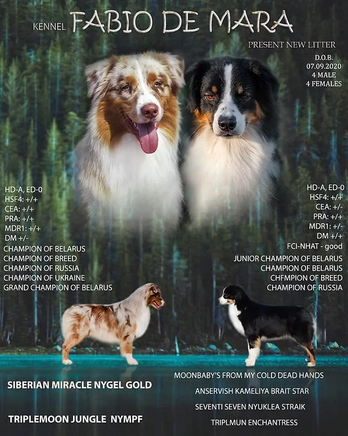 Cherry's pedigree Cherry's pedigree