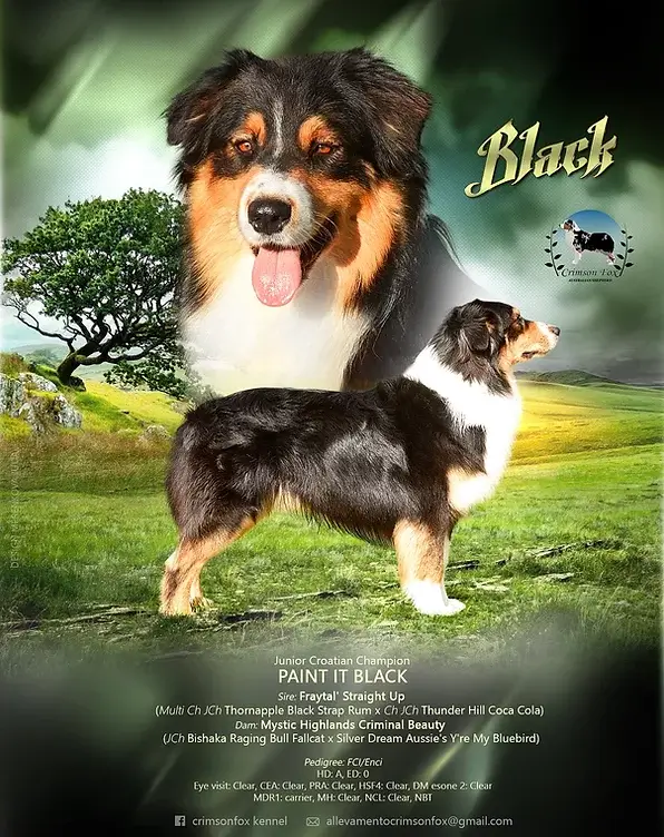 Black's pedigree Black's pedigree