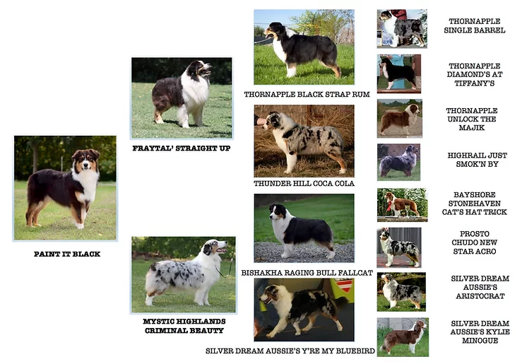 Black's pedigree Black's pedigree