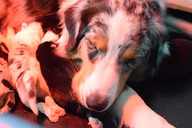 cuccioli