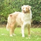 Dolly