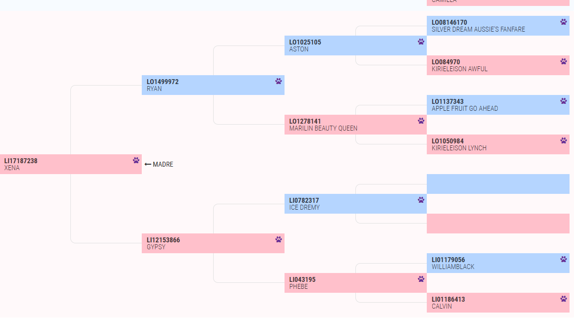 pedigree irina parte madre.png
